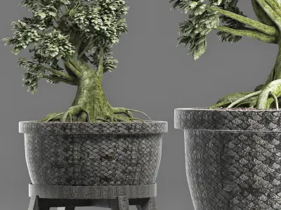 Plants Collection 173 Sageretia Theezans Mini Bonsai 3D model