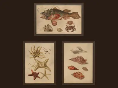 Pictures - PBR Game Ready sea shells in frame Free low-poly 3D model