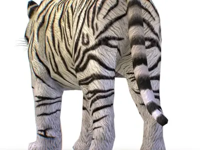 LowPoly Model A Realistic White Tiger Low-poly 3D model