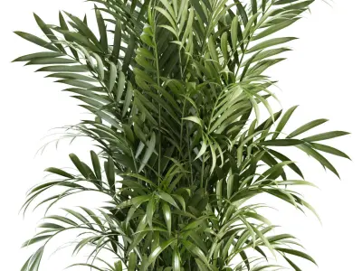 Plants collection 93 3D model