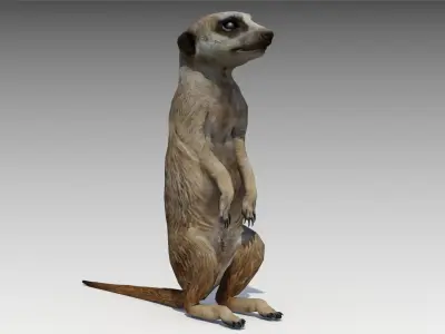 Meerkat Animated Low-poly 3D model