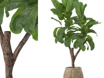 Ficus lyrata in modern flower pot 3D model purchase