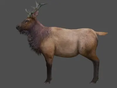 ELK  deer 3D model Low-poly 3D model