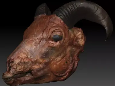 Skinned Sheeps Head High Detail Scan With Texture 3D model