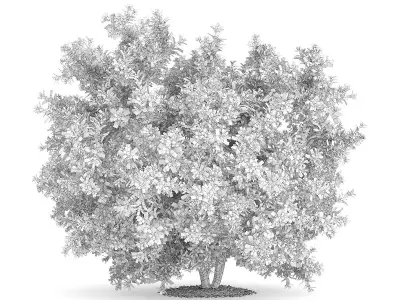 Pidgeon Berry Shrub Rivina humilis 3D model