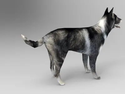 Dog Rigged and Animated  Low-poly 3D model