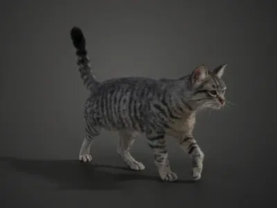 Grey Cat Animated  VFX Grace 3D model