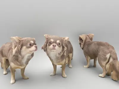 Chihuahua dog 24 Low-poly 3D model