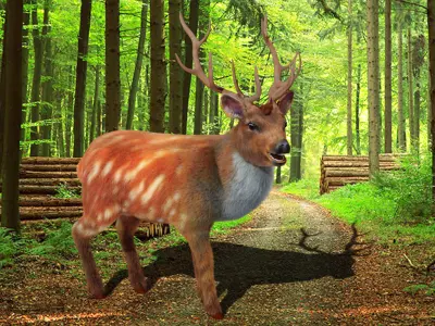 Fur Rigged Deer Stag Low-poly 3D model