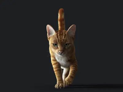 Cat Orange Tabby ANIMATED   YETI version 3D model