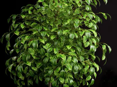 Plant 70 3D model
