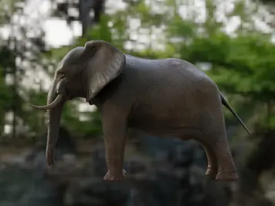 African Elephant 3D model