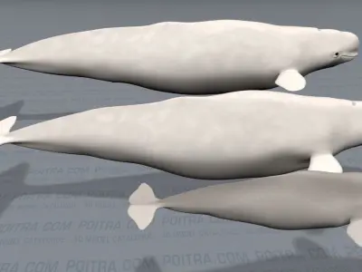 Beluga Whales Family -Delphinapterus Leucas- Male Female Calf -  3D model