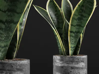 Plants Collection 111 3D model