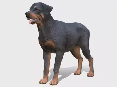 Dog - Rottweiler Low-poly 3D model purchase