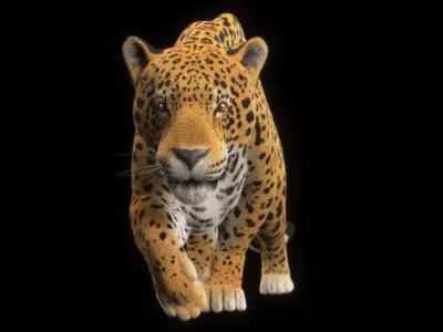 Jaguar Low-poly 3D model