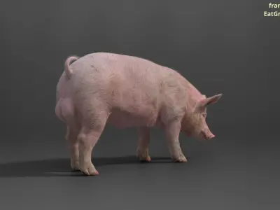 Male Pig with 7 Animations VFX Grace 3D model