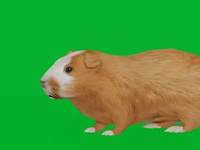 Domestic Guinea Pig Rodent Low-poly 3D model