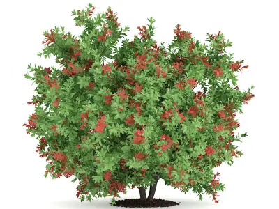 Pidgeon Berry Shrub Rivina humilis 3D model