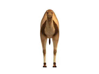 Camel Low Poly VR AR Animal 3D model