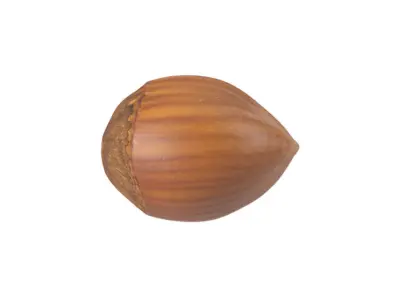 Photorealistic Hazelnut 3D Scan 3D model
