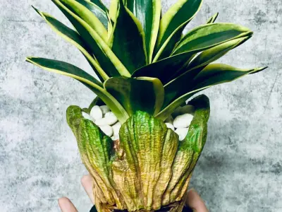 Groot Vase - Guardians of the Galaxy - Marvel comics 3D print model