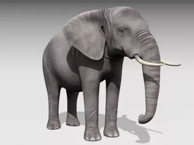 African elephant Low-poly 3D model 5