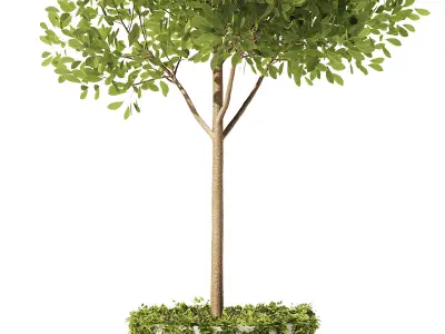 Olive With Ivy Plant Set1 3D model