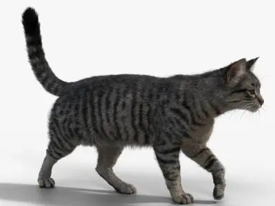Grey Cat Animated  VFX Grace 3D model