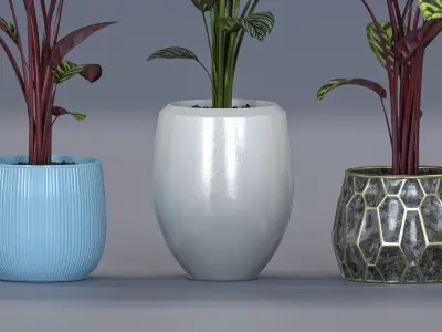 Calathea Plant 3D model