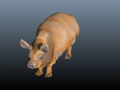 The hog pig 3D model
