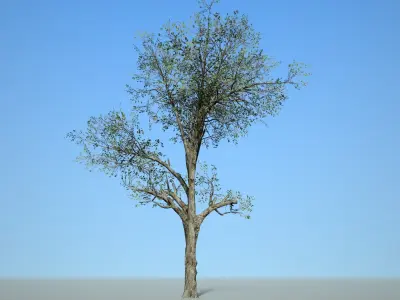 Broadleaf 003 Low-poly 3D model