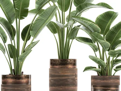 Houseplants in a pot for the interior 722 3D model