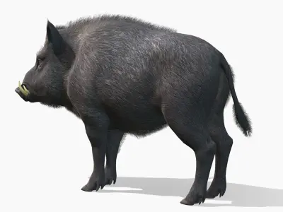 Wild Boar - Male Low-poly 3D model