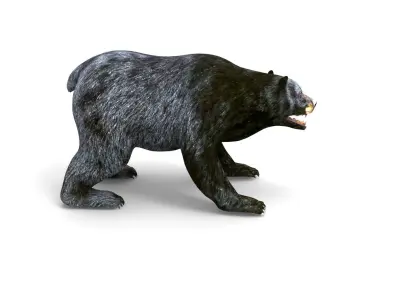 Black Bear Rigged and animated 3D Model Low-poly 3D model
