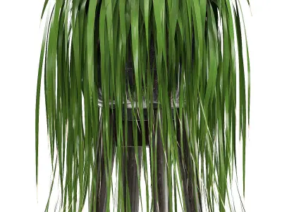 Collection Exotic plants  3D model