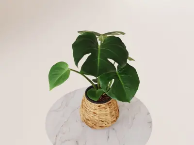 Monstera plant in willow basket 3D model