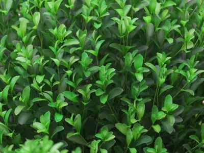 Potted Topiary Buxus 04 3D model