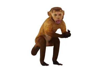 Capuchin Monkey Low-poly 3D model