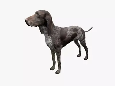 Dog low poly german shorthaired pointer Low-poly 3D model