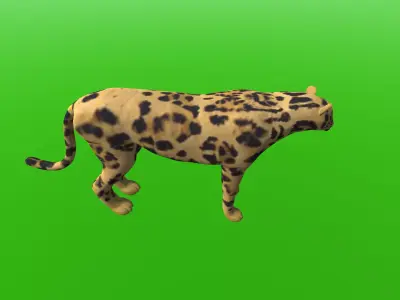 Tiger Like Cheetah 3D model