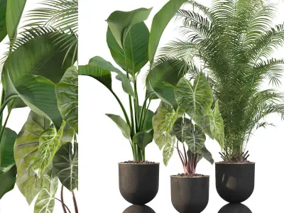 Plants collection 115 3D model