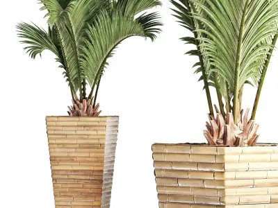 Plants Collection 179 Palm 3D model