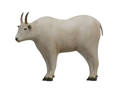 Mountain Goat Low-poly 3D model