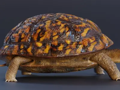 Turtle tortoise Low-poly 3D model