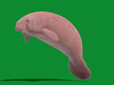 Manatee Low-poly 3D model