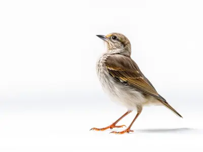 Rock Sparrow 3D Model with Detailed Feathers Low-poly 3D model