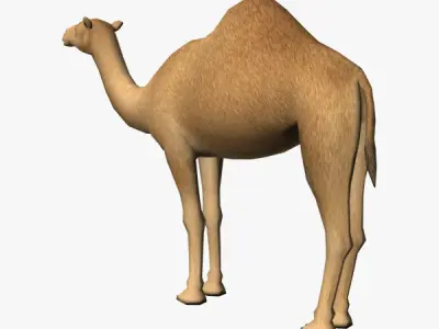 Camel Low-poly 3D model
