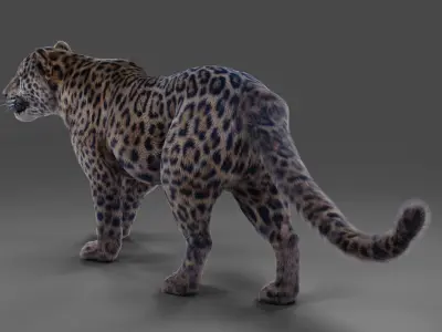  Fur Jaguar V01 Panther Rigged in Blender Low-poly 3D model