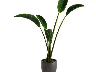 Strelitzia Nicolai - Plant Decor 3D model